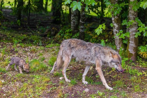 A male Eurasian grey wolf (Canis lupus lupus) and one of his pups run along the edge of a forest