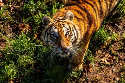A tiger is standing in a grassy area with its head up. The tiger is looking at the camera, and its
