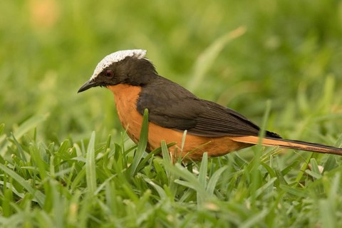 White-crowned Robin-Chat (Cossypha albicapillus), Gambia