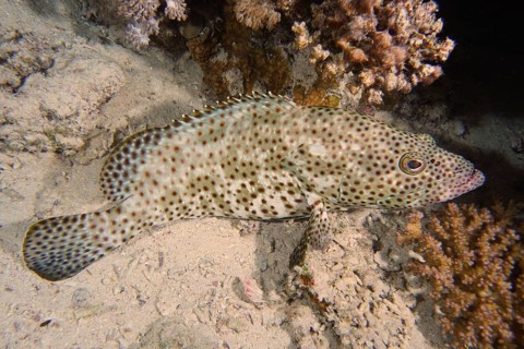 Rusty grouper (Epinephelus tauvina)