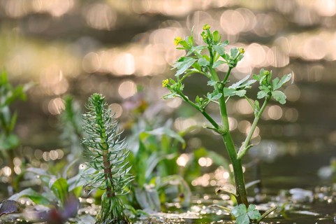 Common horsetail (Hippuris vulgaris) and flowering poisonous buttercup (Ranunculus sceleratus),