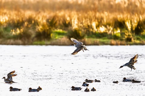 Northern Pintail, Anas acuta, Birds in flight over marshes, Devon, England, United Kingdom