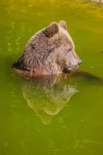 An adult female Eurasian brown bear (Ursus arctos arctos) playing in a small pond