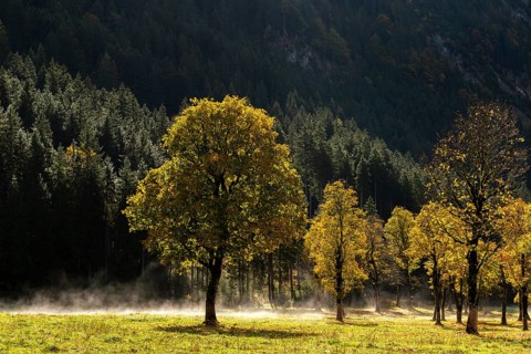 Engtal valley, large maple in the morning dew, sycamore maple (Acer pseudoplatanus) in glorious