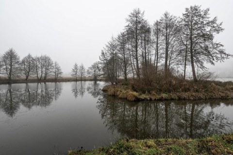 Pond landscape with black alder (Alnus glutinosa) in the fog, Emsland, Lower Saxony, Germany