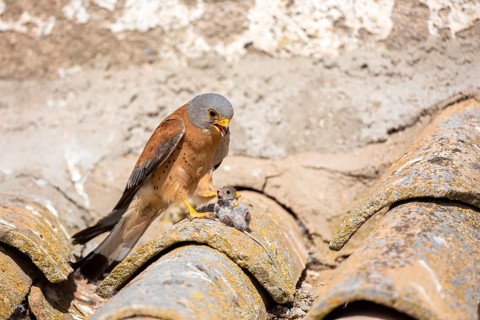 Lesser Kestrel (Falco naumanni) male on a roof with mouse prey, Castile-La Mancha, Spain