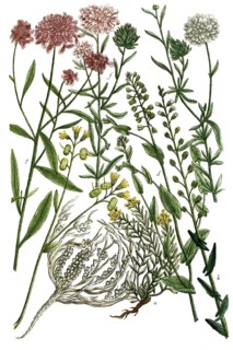 Botany, plants, a. thlaspi montana, b. thlaspi biscutatum, c. thlaspi fruticosum, rose of Jericho,