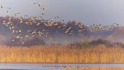 Greylag Goose (Anser anser) group in flight, Saxony-Anhalt, Germany