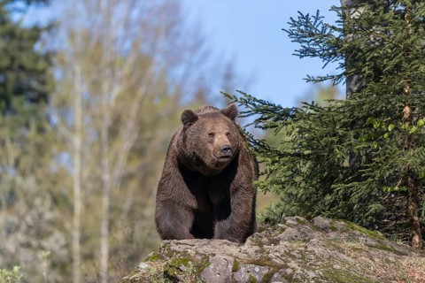 One adult male eurasian brown bear (Ursus arctos arctos) appearing behind mossy rocks in bright