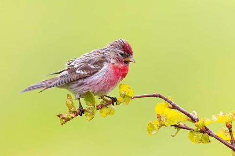 Birkenzeisig, Common Redpoll, Redpoll, Carduelis flammea, Acanthis flammea, Sizerin flammé,