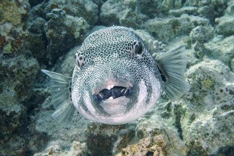 Giant pufferfish (Arothron stellatus)