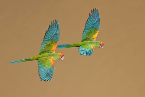 Red-fronted Macaw (Ara rubrogenys) in flight in Bolivia, South America