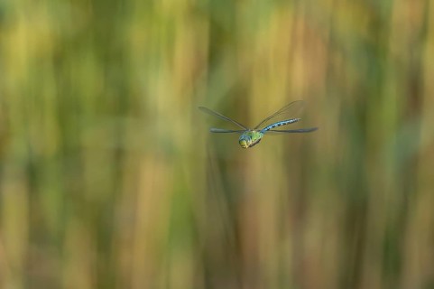 The spring hawker (Brachytron pratense) flies over open terrain. It moves swiftly above the ground.