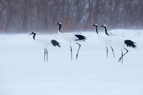 Red-crowned Crane (Grus japonensis) group, Hokkaido, Japan