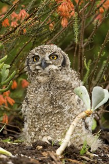 Spotted Eagle-owl (Bubo africanus) juvenile, Rondeberg, South Africa