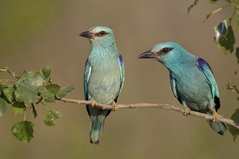 European Roller (Coracias garrulus), Bulgaria