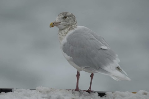 Glaucous Gull (Larus hyperboreus), Hokkaido, Japan