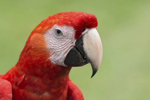 Scarlet Macaw (Ara macao), Costa Rica