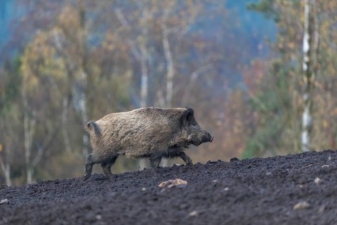 One wild boar or wild pig (Sus scrofa), walking over a muddy opening searching for food, with an