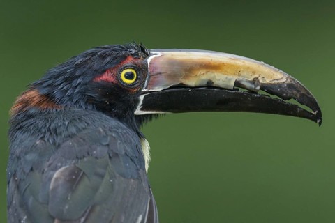 Collared Aracari (Pteroglossus torquatus), Costa Rica