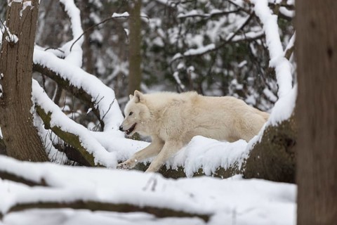 Melville Island wolf (Arctic wolf) running thru snow covered forest, snow falling