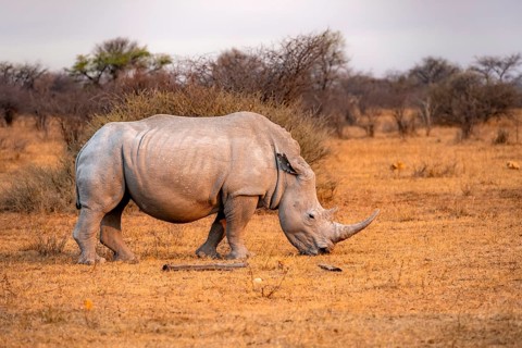Southern white rhinoceros (Ceratotherium simum simum), grazing, in the evening light, Khama Rhino