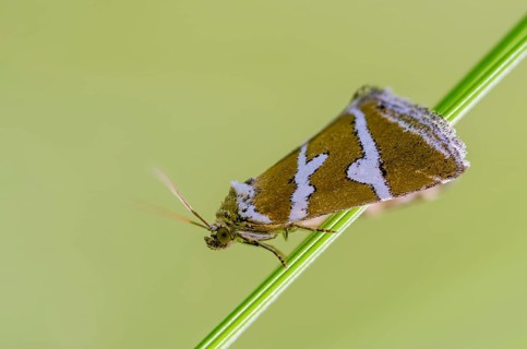 Deltote Bankiana, silver owl, silver-striped grass moth owl, insects, moths, moths, butterflies,