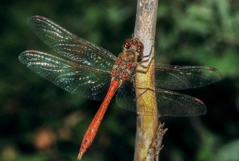 Common hogweed, Sympetrum vulgatum, vagrant darter, anisoptera, damselflies, dragonflies, insects,