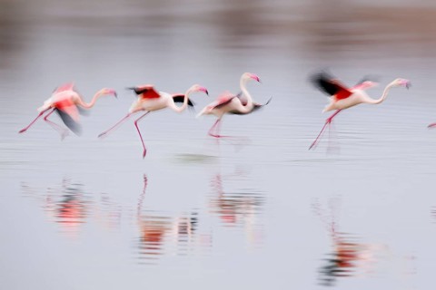 A group of pink flamingos runs gracefully across the water in Villafranca de los Caballeros, Spain.