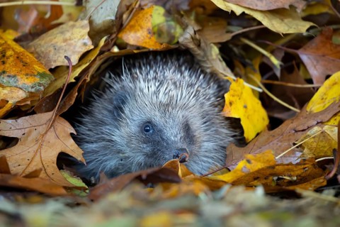 European hedgehog (Erinaceus europaeus) adult animal emerging from a pile of fallen autumn leaves,