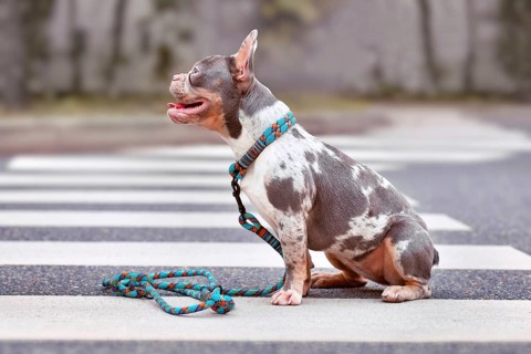 Merle French Bulldog dog wearing collar with rope retriever leash