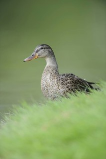 Mallard (Anas platyrhynchos) female, Thuringia, Germany