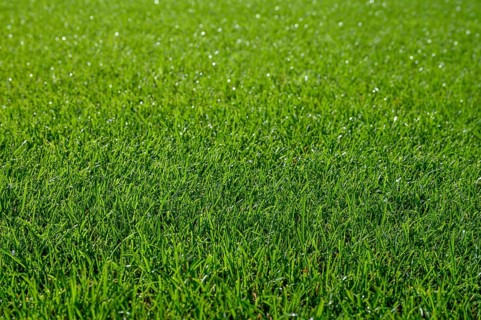 Beautiful wet natural grass on the sport pitch in Lubin, Poland