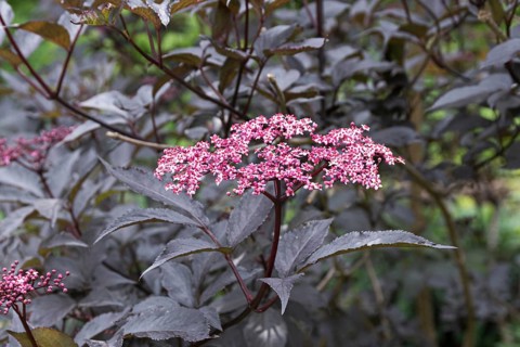 Red-leaved elderberry (Sambucus nigra BLACK BEAUTY), Botanic Garden, Sweden