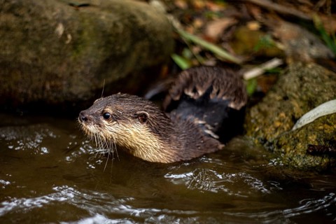 Close-up shot of an nutria emerging from water among rocks in Khao Sok National Park, located in