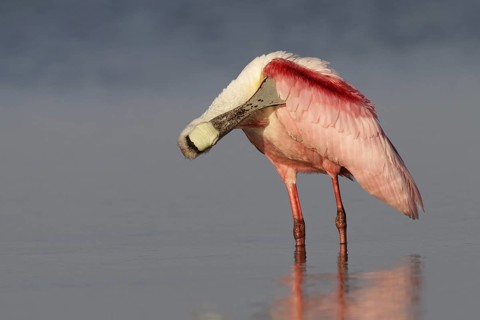 Roseate Spoonbill (Platalea ajaja), Florida, USA