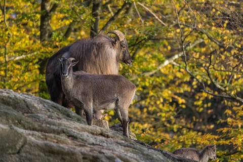One adult female and one adult male Himalayan Tahr (Hemitragus jemlahicus) standing on rocks in a