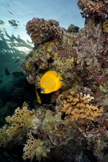 Maskarill masked butterflyfish (Chaetodon semilarvatus)