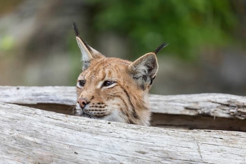 One Eurasian lynx, (Lynx lynx), hiding in a splittet log, only the head can be seen