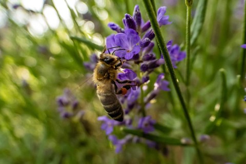 Bee (Apiformes) on a lavender flower (Lavandula angustifolia), Bavaria, Germany