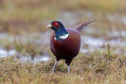 Pheasant, cock, male, (Phasianus colchicus), animals, birds, chicken family, centrapole, Kutno,