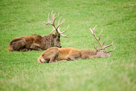 Two deer resting on a grassy field, Red deer (Cervus elaphus), Wildpark Aurach, Austria