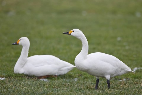 Tundra Swan (Cygnus columbianus bewickii), Netherlands