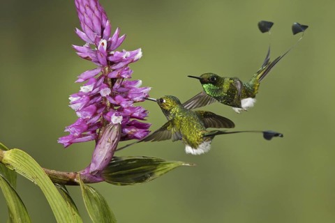 Booted Racket-tail (Ocreatus underwoodii), Ecuador