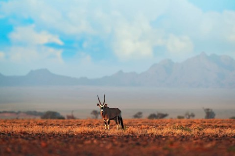 Oryx gazella beautiful iconic gemsbok antelope from Namib desert, Namibia. Oryx with orange sand