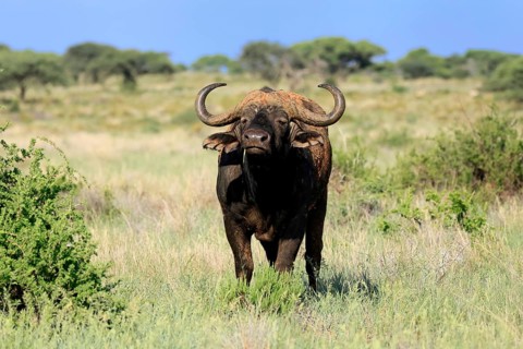 Cape buffalo (Syncerus caffer), adult, foraging, feeding, Mokala National Park, Northern Cape,