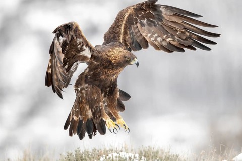 Golden Eagle (Aquila chrysaetos) flying, Madrid, Spain