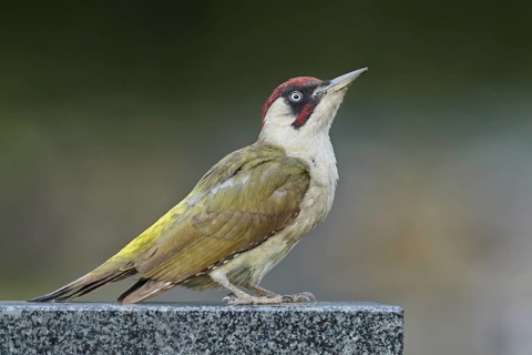 Adult, male; perched; gravestone; cemetery; summer