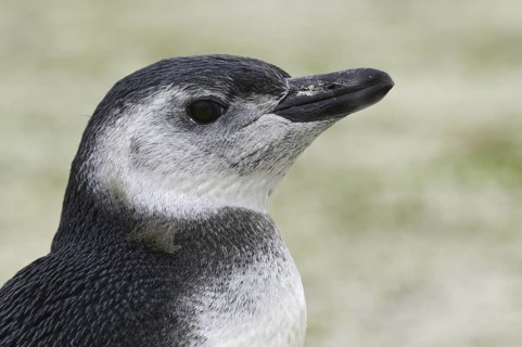 Magellanic Penguin (Spheniscus magellanicus), Falkland Islands