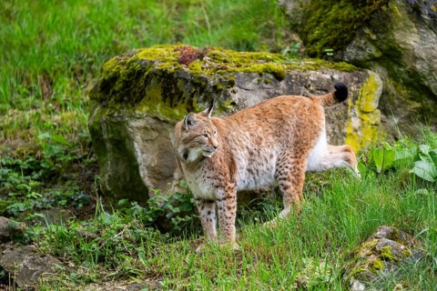 Eurasian lynx (Lynx lynx) walking in the grass, Bavaria, Germany